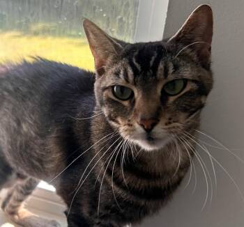 Cuddles -  Domestic Short Hair Cat for Adoption in Darien, Georgia - Cuddles | PetCurious