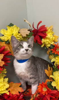 Rescue Domestic Short Hair Cats for Adoption in Picayune, Mississippi - Marcus | PetCurious