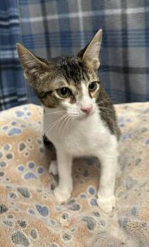 BOB -  Domestic Short Hair Cat for Adoption in Rosenberg, Texas - BOB | PetCurious