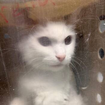 Domestic Long Hair and Mixed Breed Cats Available for Adoption in Philadelphia, Pennsylvania - Robbins | PetCurious