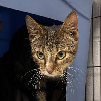 Glade-C -  Domestic Short Hair Cat Available for Adoption in East St. Louis, Illinois - Glade-C | PetCurious
