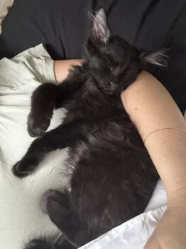 Kilo Ren -  Domestic Medium Hair Cat for Adoption in Brandon, Florida - Kilo Ren | PetCurious