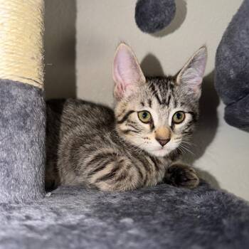 Bach -  Domestic Short Hair Cat for Adoption in Tempe, Arizona - Bach | PetCurious