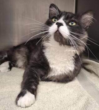 Leo -  Domestic Long Hair Cat for Adoption in Vancouver, Washington - Leo | PetCurious