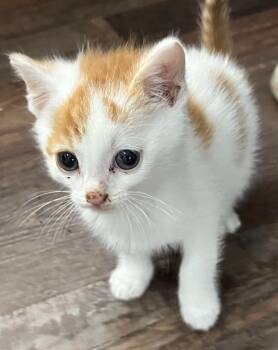 Rescue Domestic Short Hair Cats for Adoption in Saint Clairsville, Ohio - Gaige | PetCurious