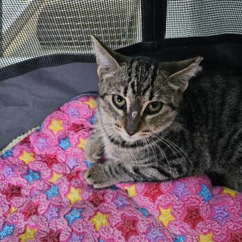 Rescue Domestic Short Hair Cats for Adoption in Toledo, Ohio - Onya | PetCurious