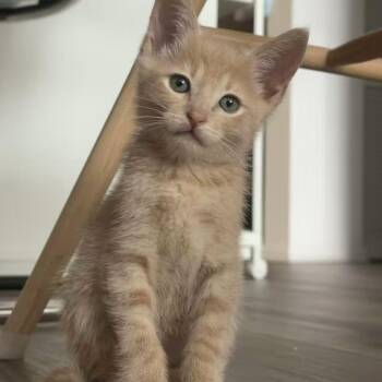 Butter -  Domestic Short Hair Cat for Adoption in Los Angeles, California - Butter | PetCurious