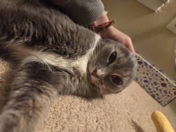 Rescue Domestic Short Hair Cats for Adoption in Derwood, Maryland - Thunder Cat | PetCurious