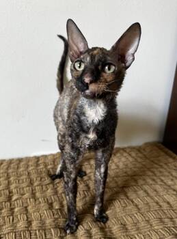 TINKER -  Cornish Rex Cat for Adoption in Kenosha, Wisconsin - TINKER | PetCurious