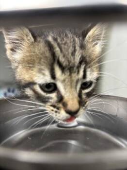 Whitney 584-26 -  Domestic Short Hair Cat for Adoption in Cumming, Georgia - Whitney 584-26 | PetCurious