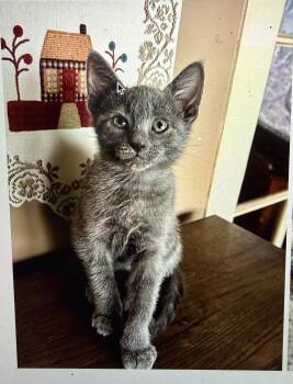 Domestic Short Hair Cats Available for Adoption in South Pasadena, California - Ash | PetCurious