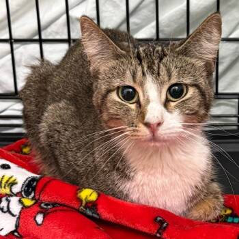 Phoebe -  Domestic Short Hair Cat for Adoption in Bismarck, North Dakota - Phoebe | PetCurious