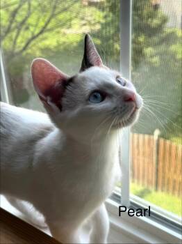 Pearl -  Domestic Short Hair Cat for Adoption in Frederick, Maryland - Pearl | PetCurious