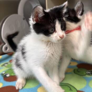 Domestic Short Hair Cats Available for Adoption in Newark, New Jersey - Echo | PetCurious