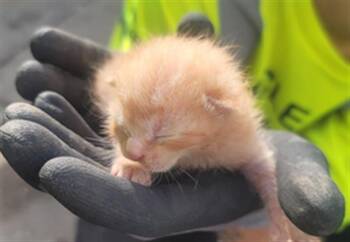 TOMCO -  American Curl Cat for Adoption in Dallas, Texas - TOMCO | PetCurious