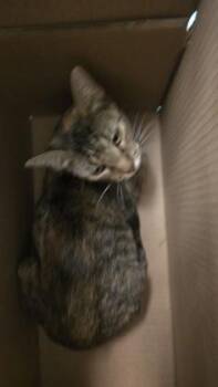 Domestic Short Hair Cats Available for Adoption in Wichita, Kansas - Pumpkin | PetCurious