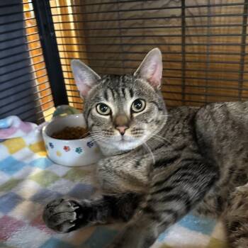 Domestic Short Hair Cats Available for Adoption - Valentino | PetCurious