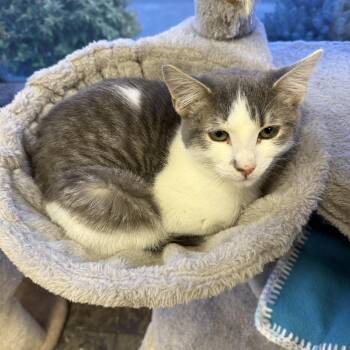 Opal -  Domestic Short Hair Cat for Adoption in Hamburg, New York - Opal | PetCurious