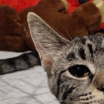Mila and Milton -  Domestic Short Hair Cat for Adoption in Syracuse, New York - Mila And Milton | PetCurious