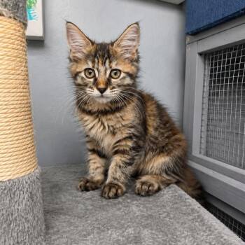 Cassiopeia -  Domestic Long Hair Cat for Adoption in Fredericksburg, Virginia - Cassiopeia | PetCurious