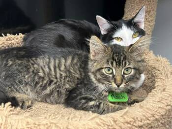 Noah -  Domestic Medium Hair Cat for Adoption in Momence, Illinois - Noah | PetCurious