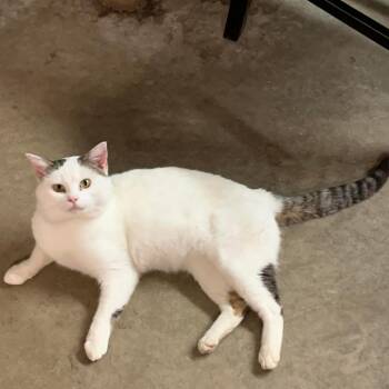 Nicolaj -  Domestic Short Hair Cat for Adoption in Columbia, Missouri - Nicolaj | PetCurious
