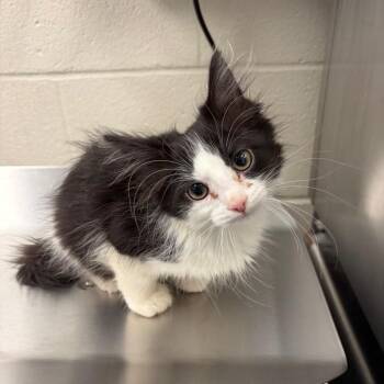 Lirael -  Domestic Long Hair Cat for Adoption in Council Bluffs, Iowa - Lirael | PetCurious