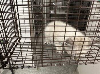 A658117 -  Domestic Short Hair Cat for Adoption in Houston, Texas - A658117 | PetCurious