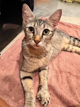 Sundae -  Domestic Short Hair Cat for Adoption in Magnolia, Texas - Sundae | PetCurious