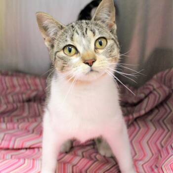 River -  Domestic Short Hair Cat Available for Adoption in Michigan City, Indiana - River | PetCurious