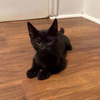 Mitosis -  Domestic Short Hair Cat for Adoption in St. Louis, Missouri - Mitosis | PetCurious