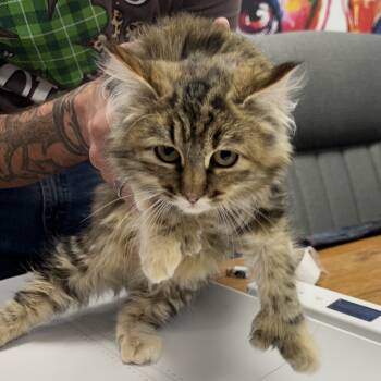 Rescue Extra Toes Cat Hemingway Polydactyl Cats for Adoption in Buffalo, Wyoming - Prudence | PetCurious