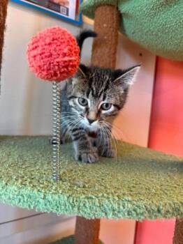 Gyoza -  Domestic Short Hair Cat for Adoption in Scottsbluff, Nebraska - Gyoza | PetCurious