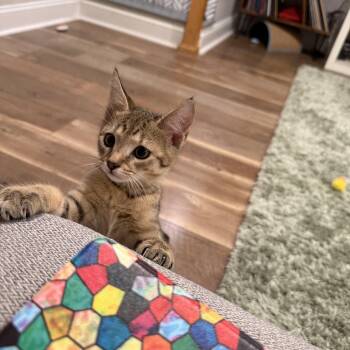 Starscream -  Domestic Short Hair Cat for Adoption in Warrington, Pennsylvania - Starscream | PetCurious