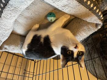 Rescue Domestic Short Hair Cats for Adoption in Troy, New York - Bella | PetCurious