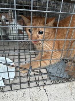 Domestic Short Hair Cats Available for Adoption in Louisville, Kentucky - TOULOUSE | PetCurious
