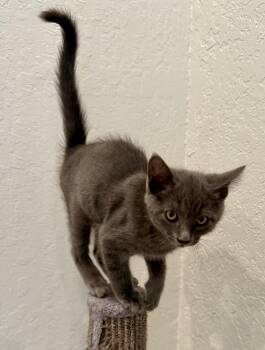 Elmer -  Domestic Short Hair Cat for Adoption in San Jose, California - Elmer | PetCurious