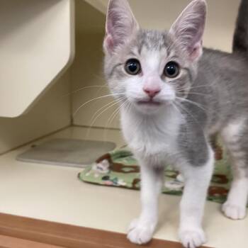 Sour Patch -  Domestic Short Hair Cat for Adoption in Dayton, Ohio - Sour Patch | PetCurious