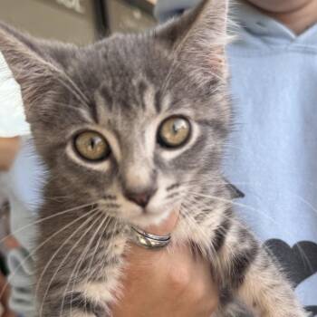 Nicole Daniella 56559 -  Domestic Short Hair Cat for Adoption in Eaton Rapids, Michigan - Nicole Daniella 56559 | PetCurious