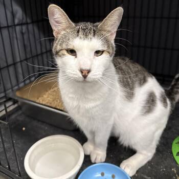 Anthony -  Domestic Short Hair Cat for Adoption in Bismarck, North Dakota - Anthony | PetCurious