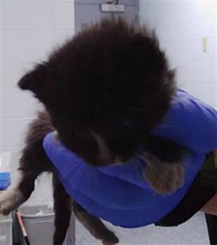 CHERRY JAM -  Domestic Short Hair Cat for Adoption in Charlotte, North Carolina - CHERRY JAM | PetCurious