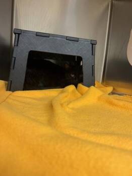 Void Music -  Domestic Short Hair Cat for Adoption in Wichita, Kansas - Void Music | PetCurious
