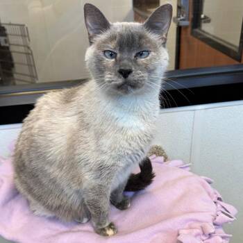 Siamese Cats Available for Adoption in Rochester, Minnesota - Coconut | PetCurious