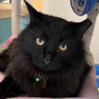 Domestic Long Hair Cats Available for Adoption in Lansing, Michigan - Maws | PetCurious