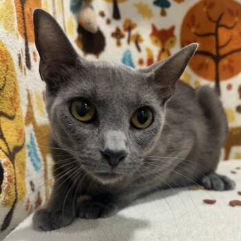 Rescue Domestic Short Hair Cats for Adoption in Tampa, Florida - Jersey | PetCurious