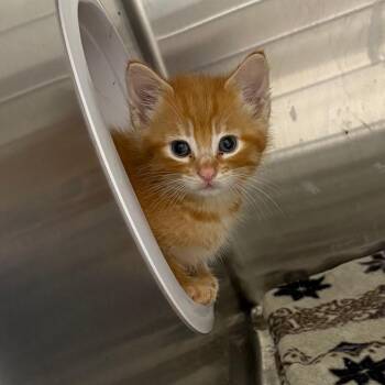 Gobber -  Domestic Short Hair Cat for Adoption in Detroit Lakes, Minnesota - Gobber | PetCurious