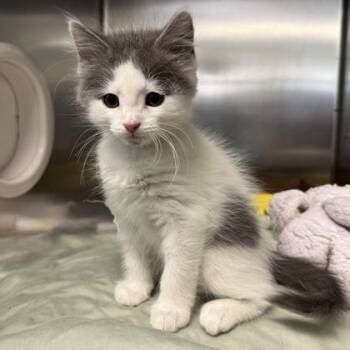 Massachusetts -  Domestic Medium Hair Cat for Adoption in Richmond, Virginia - Massachusetts | PetCurious
