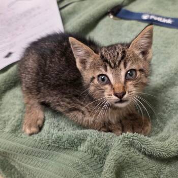 Reno -  Domestic Short Hair Cat for Adoption in Bristol, Indiana - Reno | PetCurious
