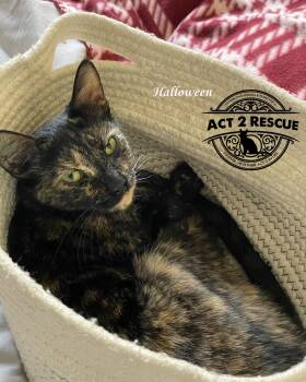 Tortoiseshell and Domestic Short Hair Cats Available for Adoption - Halloween | PetCurious