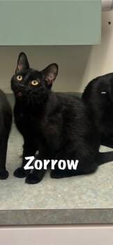 Rescue Domestic Short Hair Cats for Adoption in Perry, Georgia - Zorro | PetCurious